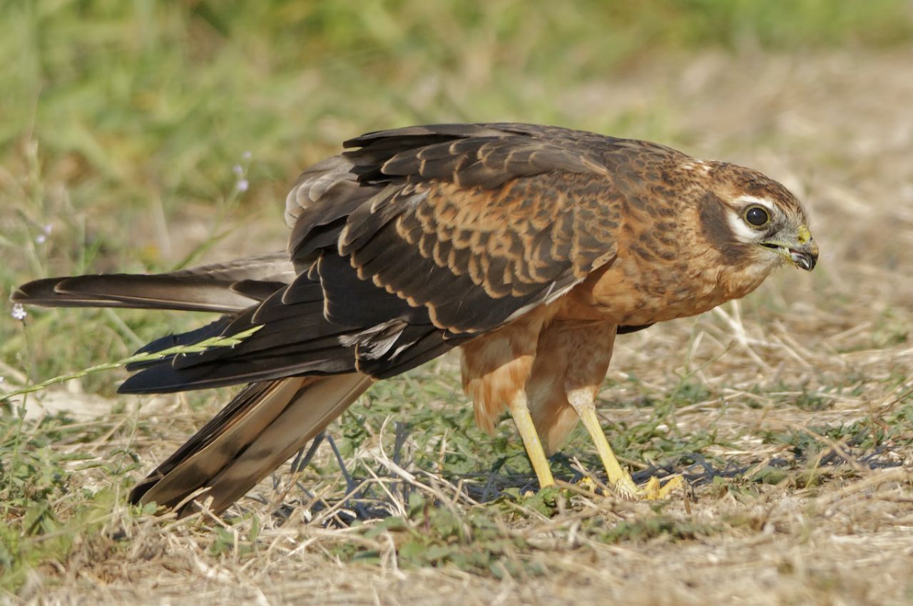 Albanella minore (Circus pygargus)